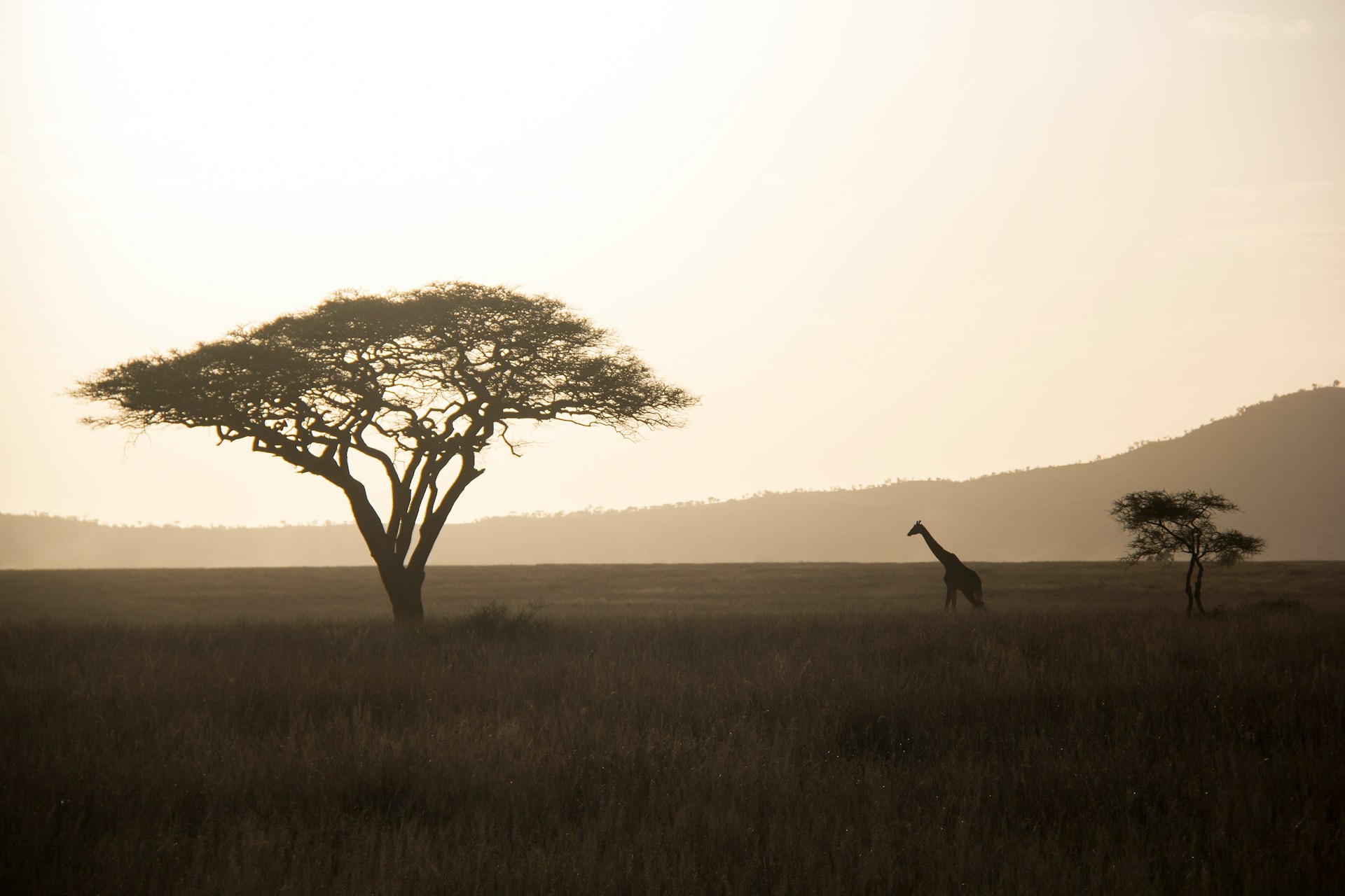 Wildlife of Tanzania