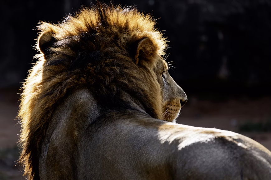 Lion in the African savanna