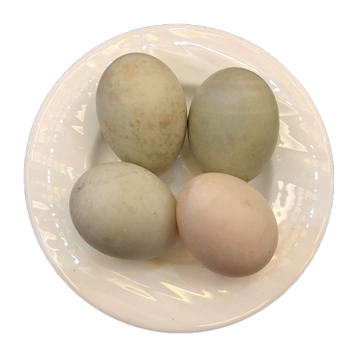 Duck Eggs-image-0