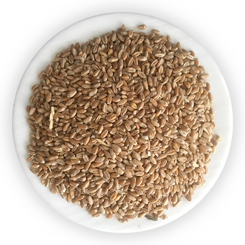 Astto Gom (Whole wheat)-image-0