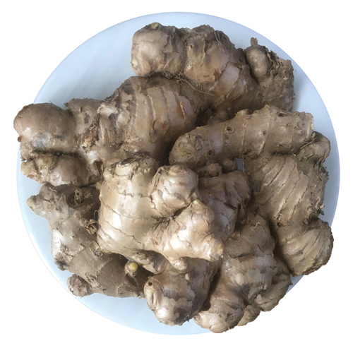 Ada-Ginger (deshi ada)-image-0