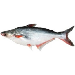 River Pangas-Fish 8.5gm-image-0