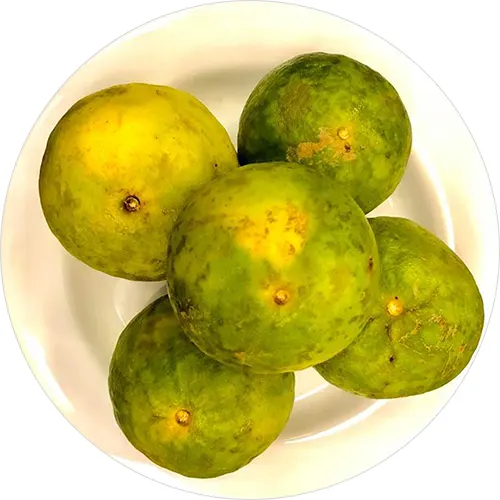 Satkora-image-0
