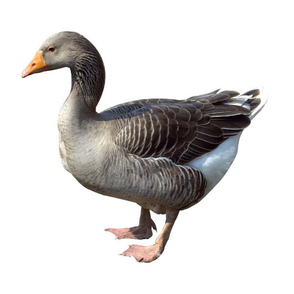 Swan-Raj Has 3.5gm-image-0