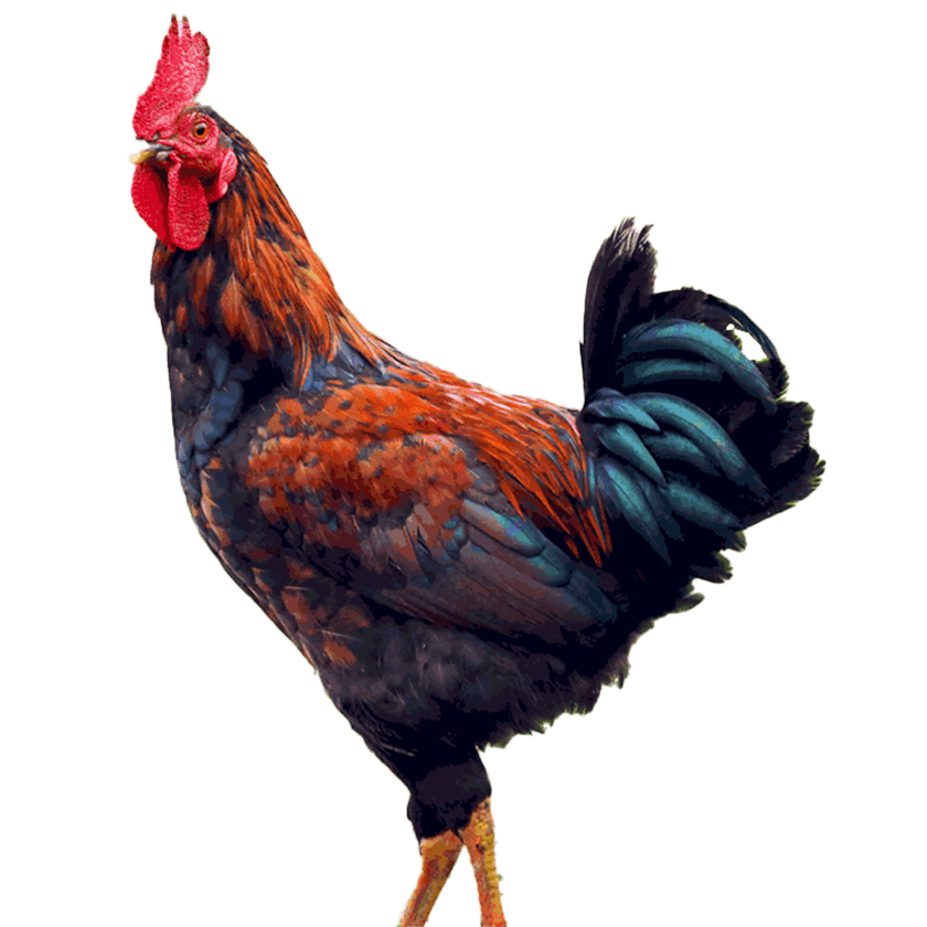 Chicken-Morog-Deshi Live-image-0