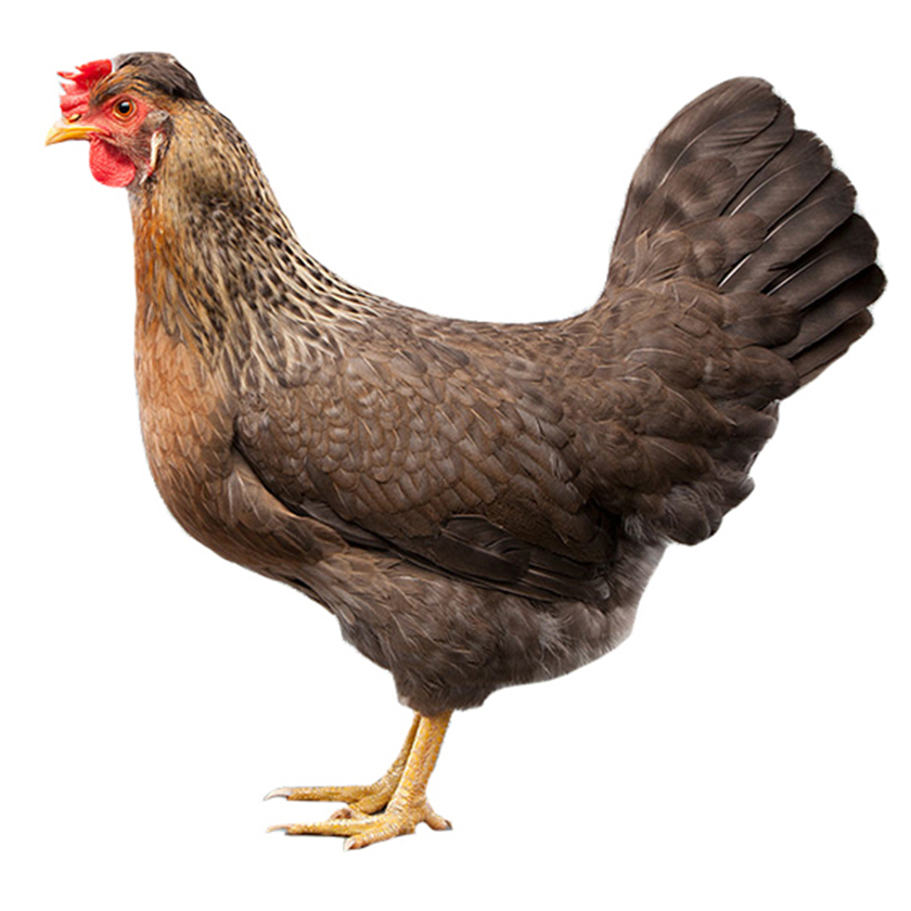 Chicken - Shonali Morog-3pc -3.6gm-image-0