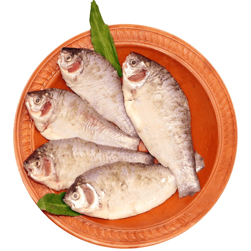 Shor-puti-Fish-image-0