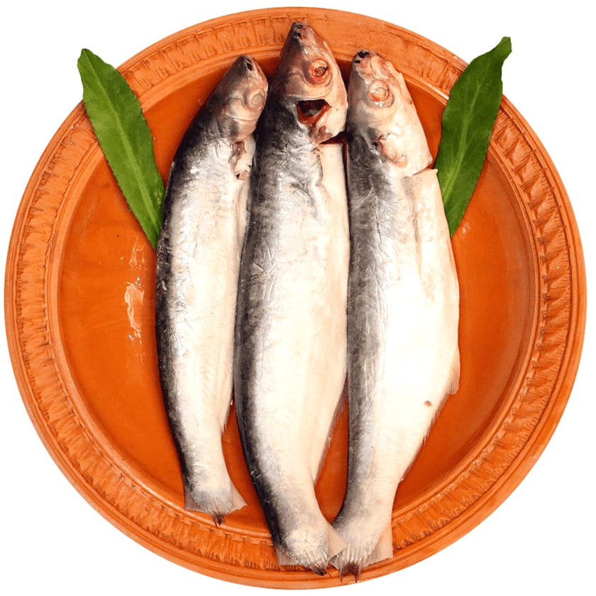 Bacha-Fish-image-0