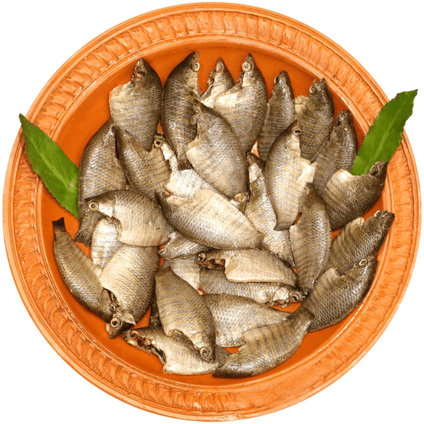 Kholisha Fish-image-0