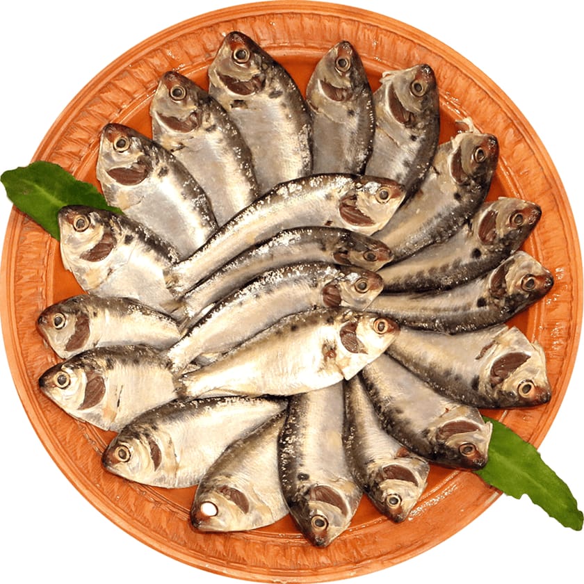 Chapila Fish-image-0