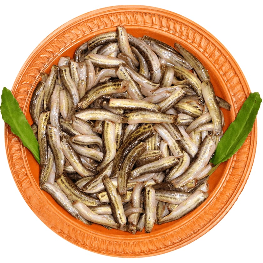 Gutom Fish-image-0