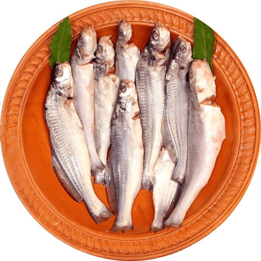 Gulsha Fish-image-0
