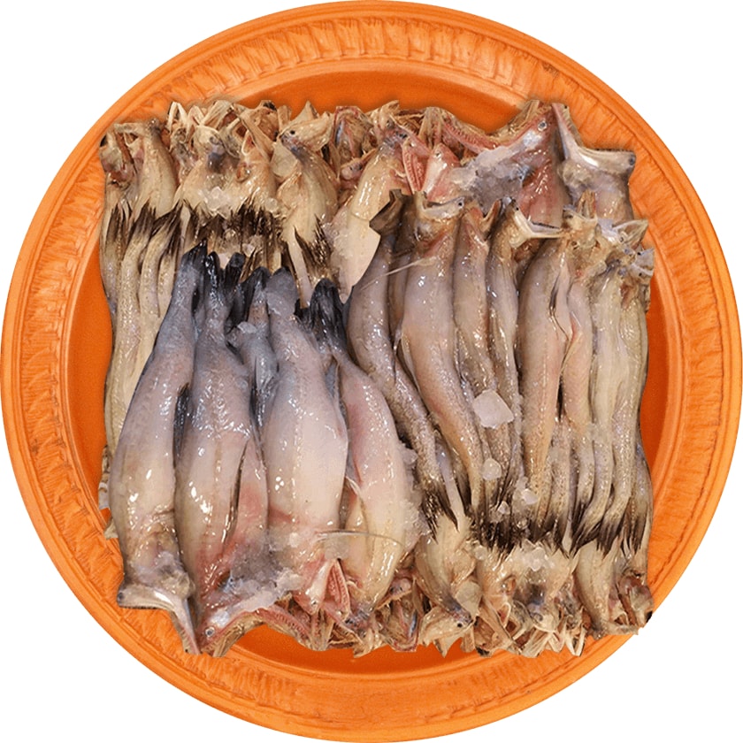 Loitta Fish - Sea - (লইট্টা মাছ)-image-0