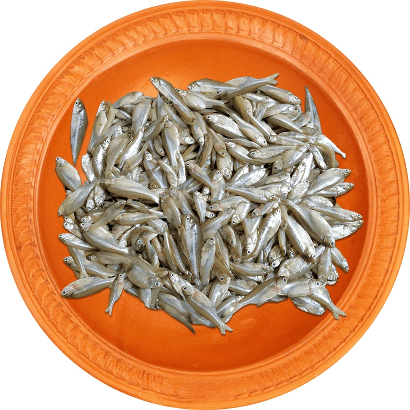 Mola Fish (মলা মাছ)-image-0