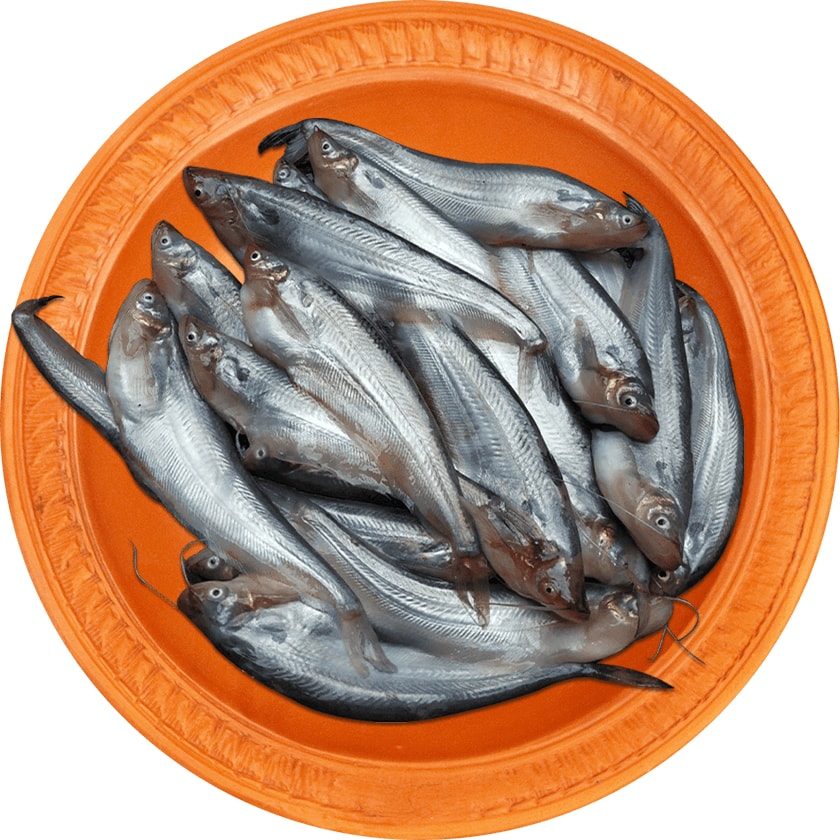 Pabda Fish River-4.6gm-image-0