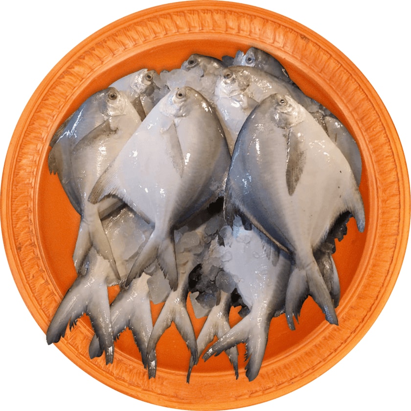 Rupchanda-Fish (Marine)-3pc-image-0