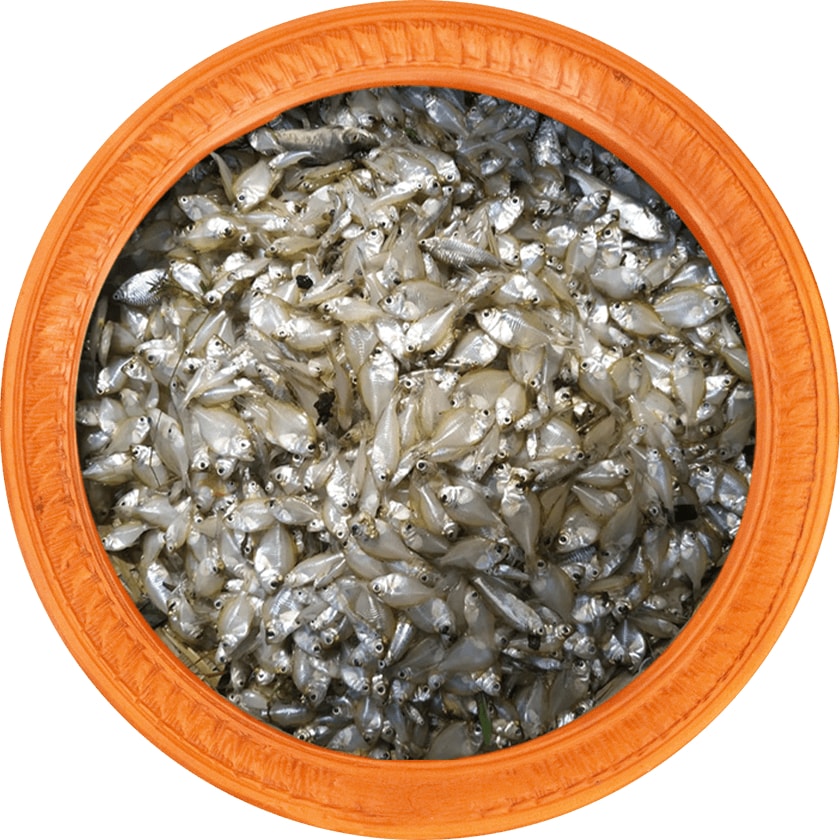 Chanda gura Fish (চাঁন্দা গুড়া মাছ)-image-0