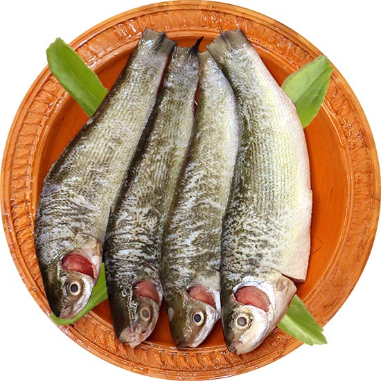 Ghoinna Fish-image-0
