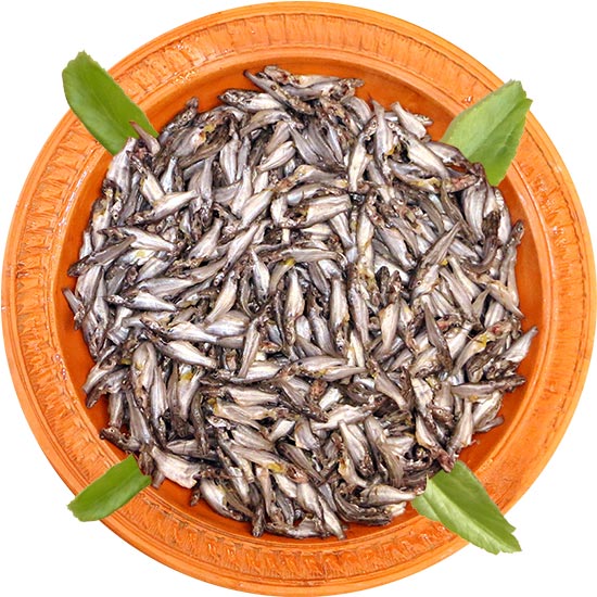 Bojuri Fish-image-0