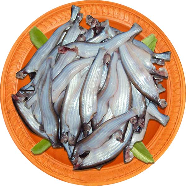 Kajli-Fish-image-0
