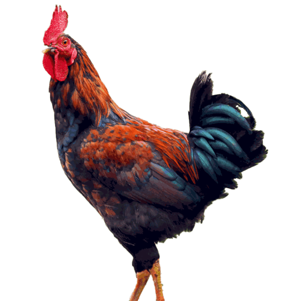 Chicken-Deshi-Morog Live- 10pc-9.5gm-image-0