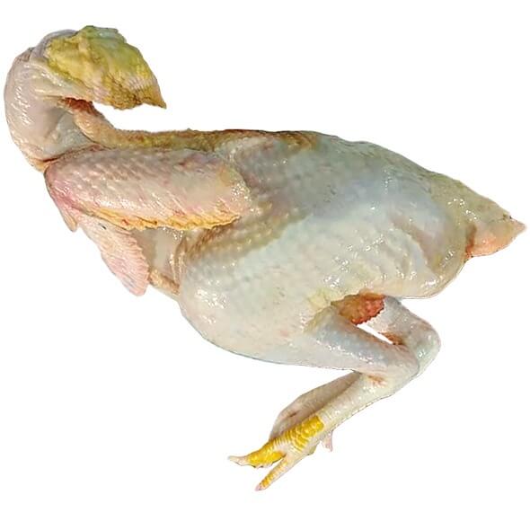 Morog-Chicken-Pahari-live 2kg-image-0