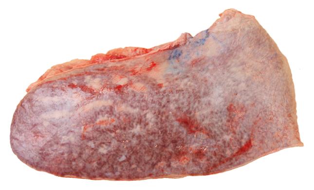 Beef Tilli-1.5gm-image-0