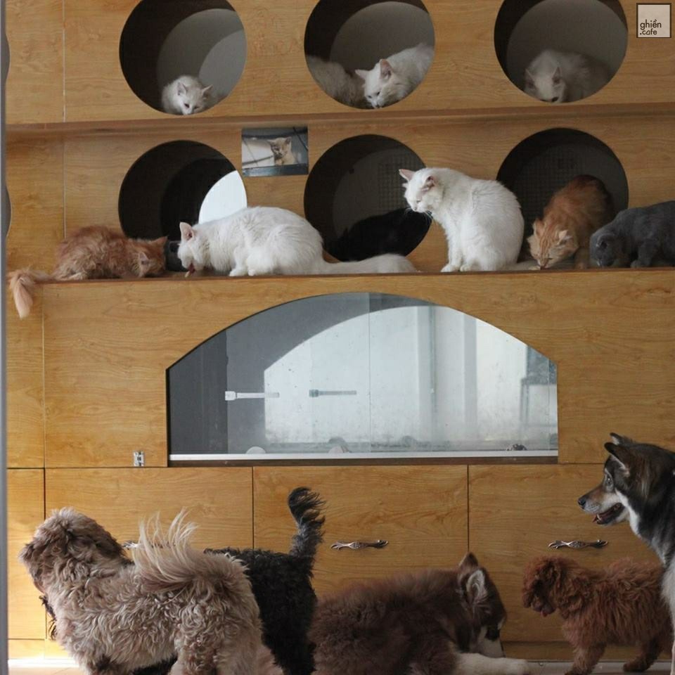 Cat Coffee-Trương Công Định