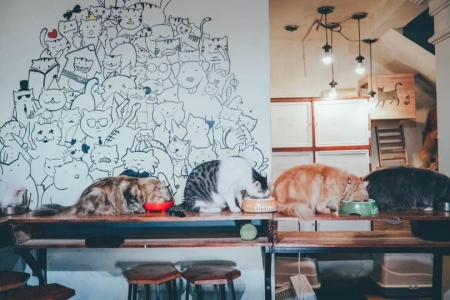 Bastet's Home Coffee - Trưng Nhị