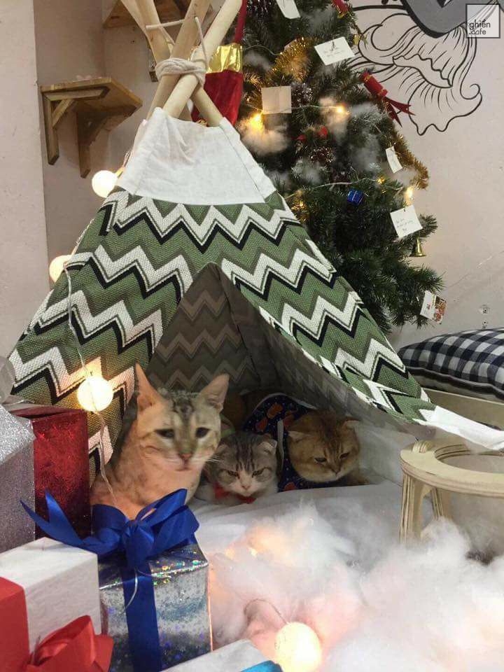 EOEO Cafe - Cà Phê Mèo