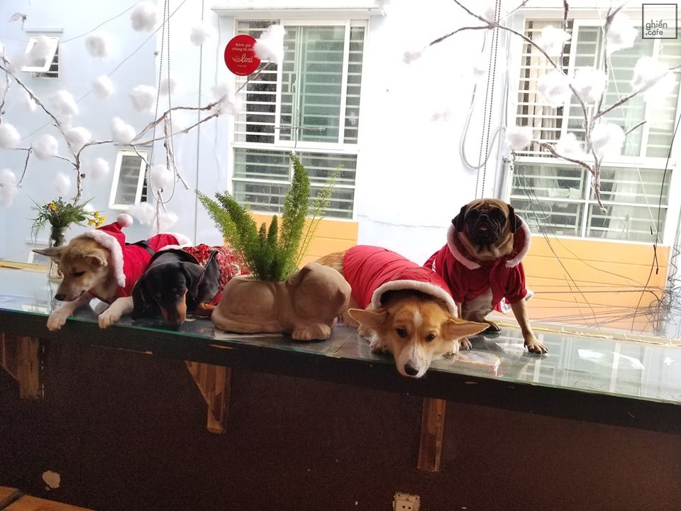 Hachiko Coffee - Cafe Thú Cưng