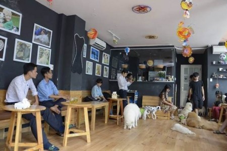 Hachiko Coffee - Cafe Thú Cưng