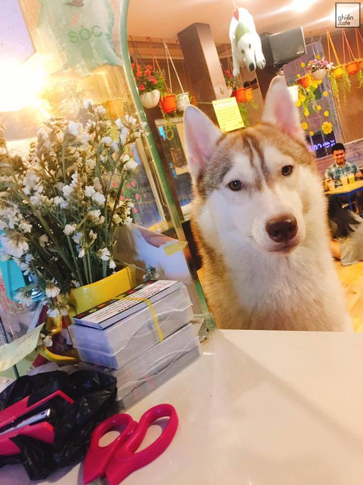 Hachiko Coffee - Cafe Thú Cưng