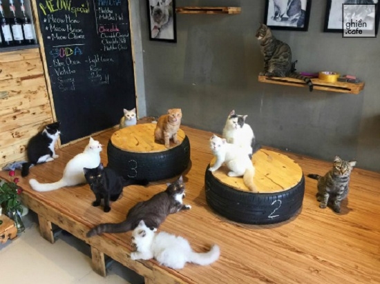 Meow Coffee - Tây Sơn
