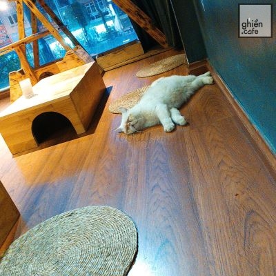 Meow Coffee - Tây Sơn