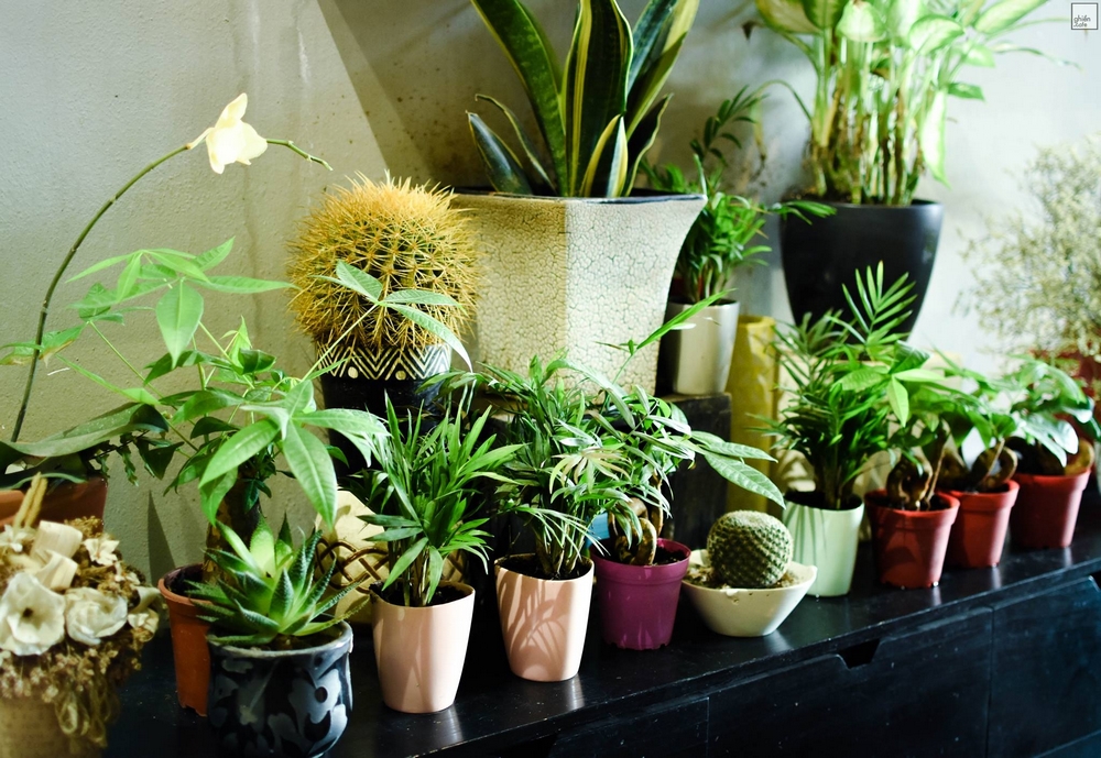 Ohi Tree and Coffee - Phan Chu Trinh