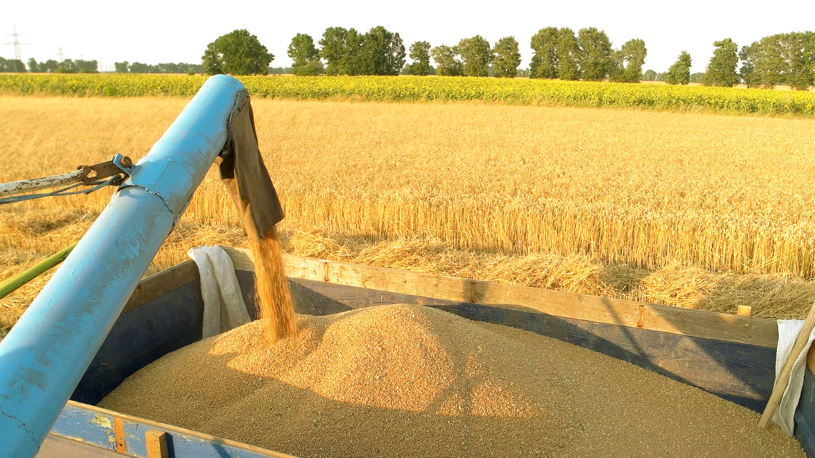 Wheat Banner