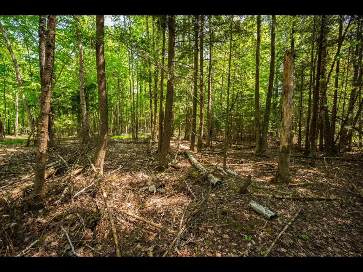 Clearwater Lake Property Lot 25 Bonita Pt Photo 2