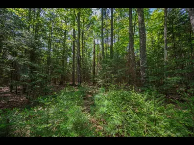 Clearwater Lake Property Lot 3 Memory Ln Photo 2