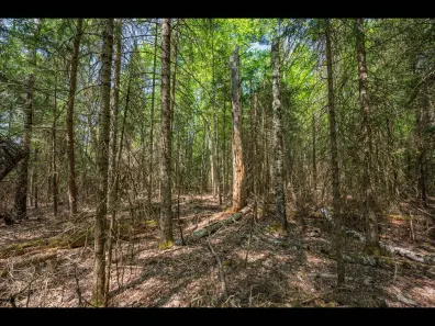 Clearwater Lake Property Lot 4 Kinderhook Tr Photo 2