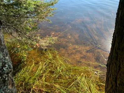 Landing Lake Property Off Of Knuth Ln Photo 2