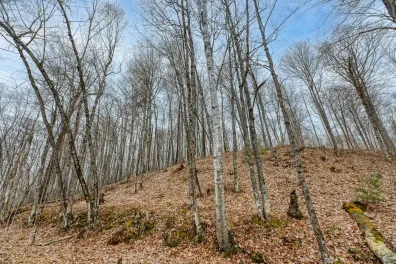 North Turtle Lake lot picture