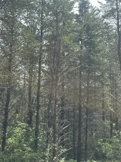 River Property lot picture
