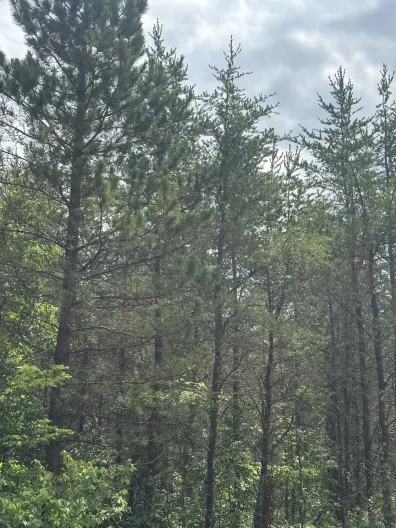 Picture 1 - River Property Property Lot 2 Cth Y