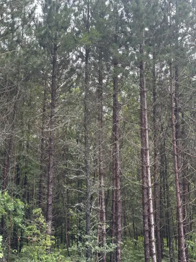 Picture 1 - River Property Property Lot 3 Cth Y