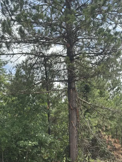 River Property lot picture