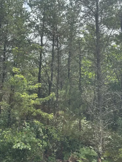 Picture 1 - River Property Property Lot 5 Cth Y