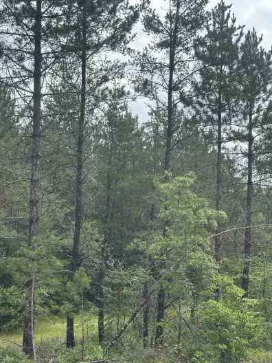 Picture 1 - River Property Property Lot 7 Cth Y