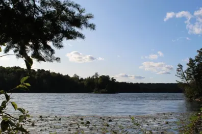 Crane Lake Property Lot 4 Forest Ln Photo 2