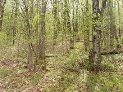 Patterson Lake Property N16473 Patterson Lake Rd Photo 2